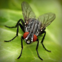 /album/iris-van-vlijmen-badminton/photolia-a01-jpg/