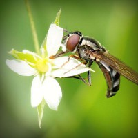 /album/iris-van-vlijmen-badminton/photolia-a02-jpg/
