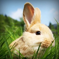 /album/iris-van-vlijmen-badminton/photolia-a03-jpg/