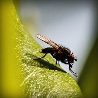 /album/iris-van-vlijmen-badminton/photolia-a04-jpg/