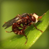 /album/iris-van-vlijmen-badminton/photolia-a06-jpg/