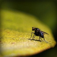 /album/iris-van-vlijmen-badminton/photolia-a07-jpg/