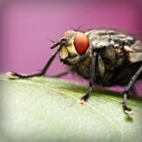 /album/iris-van-vlijmen-badminton/photolia-a08-jpg/